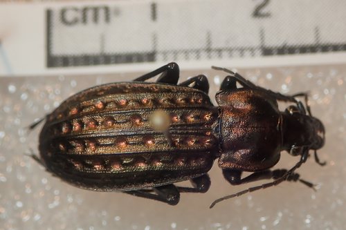 Carabus clatratus clatratus