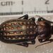 Carabus clatratus clatratus - Photo (c) Dr. Guido Bohne, some rights reserved (CC BY-SA), uploaded by Dr. Guido Bohne