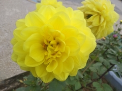 Dahlia pinnata