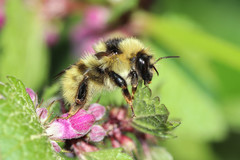 Bombus mucidus