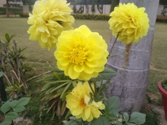 Dahlia pinnata