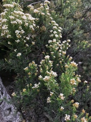 Ozothamnus floribundus