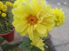 Dahlia pinnata