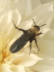 Campsomeriella collaris
