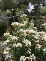 Ozothamnus floribundus