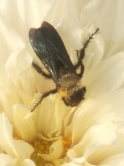 Campsomeriella collaris