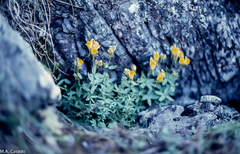 Linaria verticillata