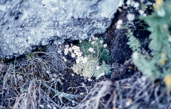 Saxifraga erioblasta