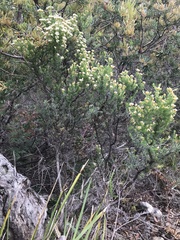Ozothamnus floribundus