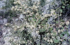 Cotoneaster granatensis