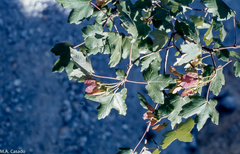 Acer granatense