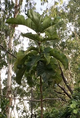 Deplanchea tetraphylla