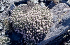 Hormathophylla spinosa