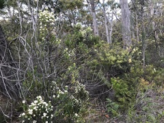 Ozothamnus floribundus