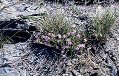 Dianthus pungens brachyanthus