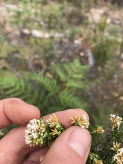 Ozothamnus floribundus