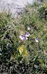 Pinguicula nevadensis