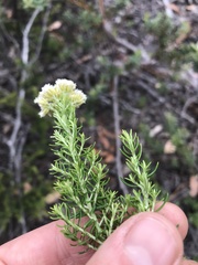 Ozothamnus floribundus