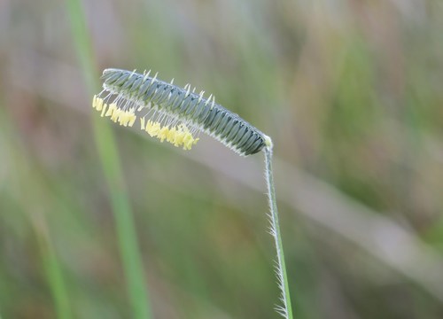 Harpochloa falx