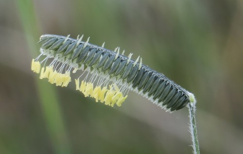 Harpochloa