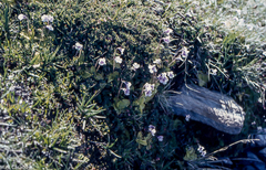 Pinguicula nevadensis