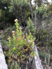 Ozothamnus floribundus