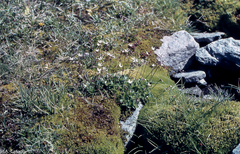 Micranthes stellaris