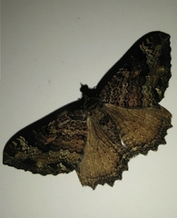 Epirrhoe plebeculata