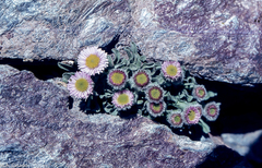 Erigeron frigidus