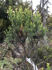 Ozothamnus floribundus