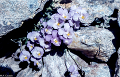 Viola crassiuscula