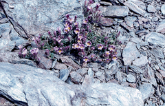 Chaenorhinum glareosum