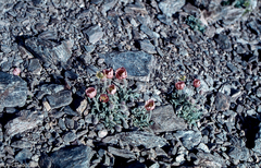 Papaver lapeyrousianum