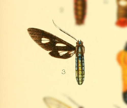 Phoenicoprocta vacillans