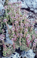 Sempervivum minutum