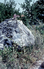 Ptilostemon hispanicus