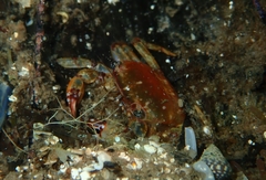 Cyclograpsus granulosus