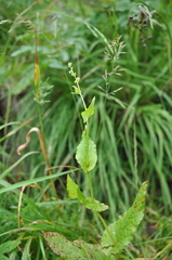 Rumex arifolius