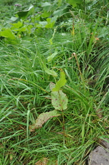 Rumex arifolius