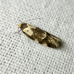 Palimmeces leucopelta