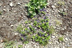 Veronica grandiflora