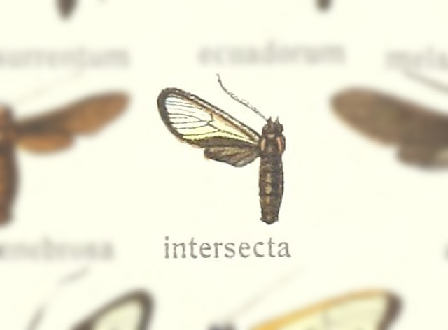 Metamya intersecta