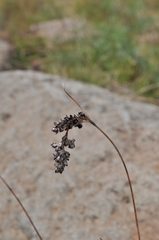 Luzula spicata