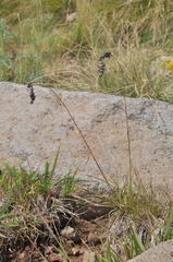 Luzula spicata