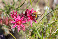 Andrena freygessneri