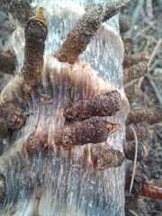 Ceratophaga vastella