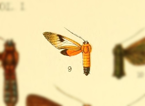 Metamya picta