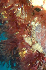 Lenormandia marginata