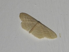 Scopula despoliata