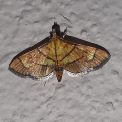 Orphanostigma